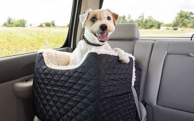 Como transportar seu pet com segurança.