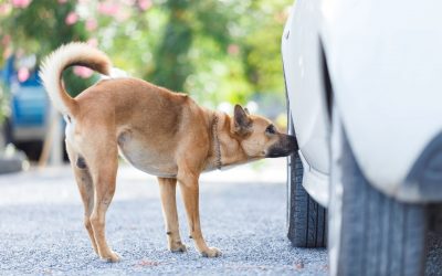 Xixi de cachorro na roda do carro pode até colocar sua vida em risco