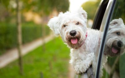 Transporte seu pet com segurança no carro