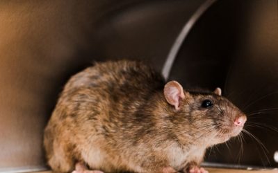 Pandemia: carros podem virar alojamento de ratos