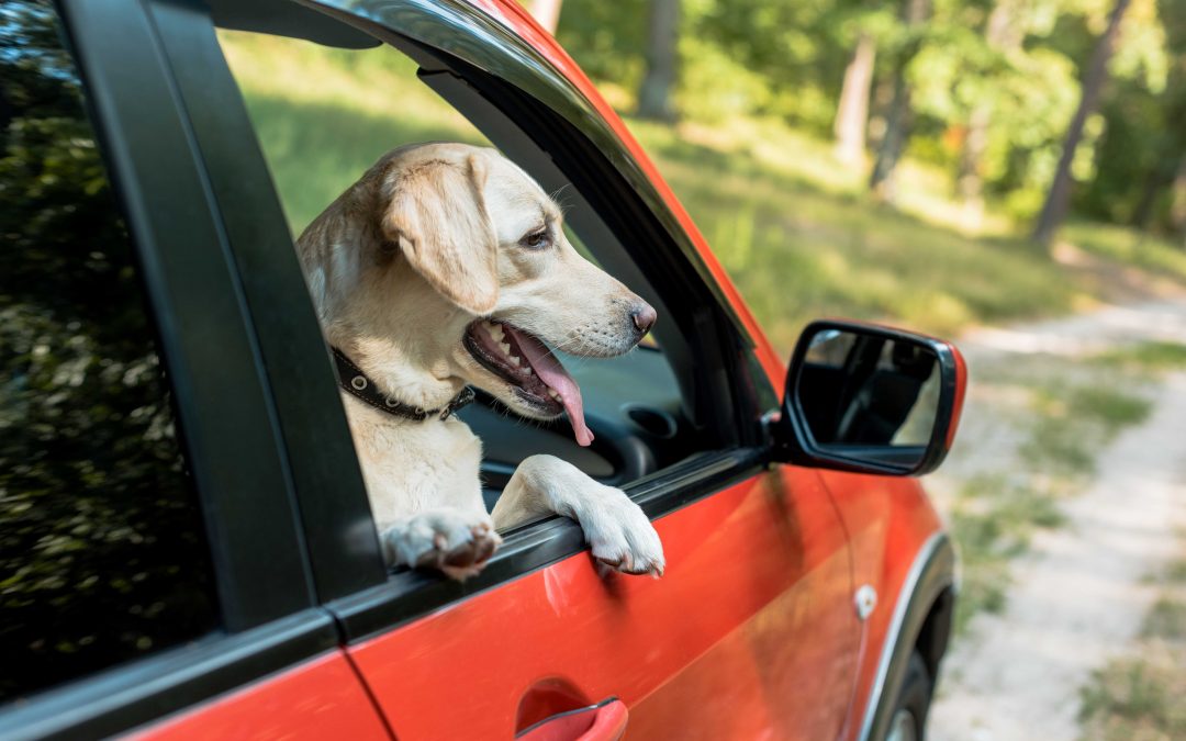 Como transportar seu pet da maneira correta