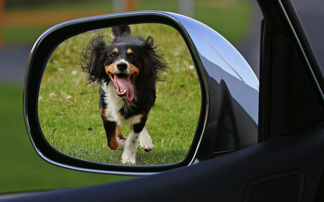 Quem abandonar animal nas ruas pode ter a CNH suspensa