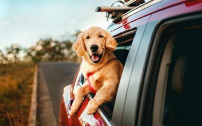 Transporte de pets no carro: o que diz a lei e como evitar multas